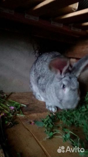 Продам крольчат