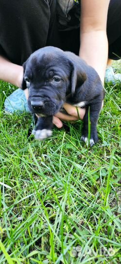 Питбуль-Курцхар