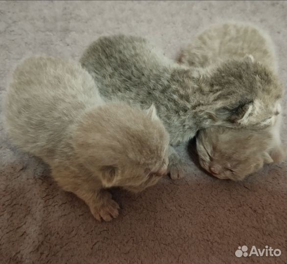 Шотландские котята