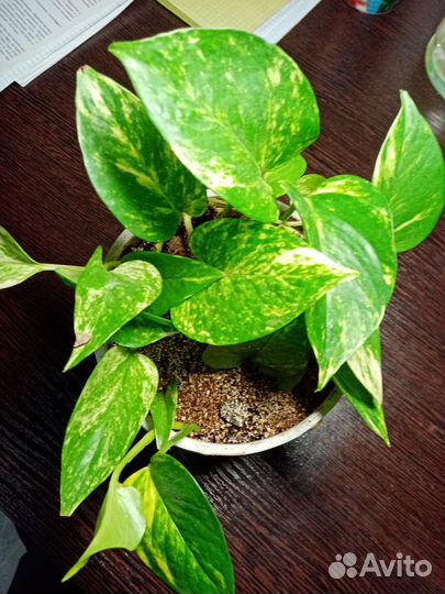 Эпипремнум Сциндапсус золотистый Golden Queen