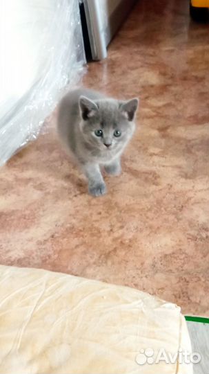 Котята в добрые руки бесплатно