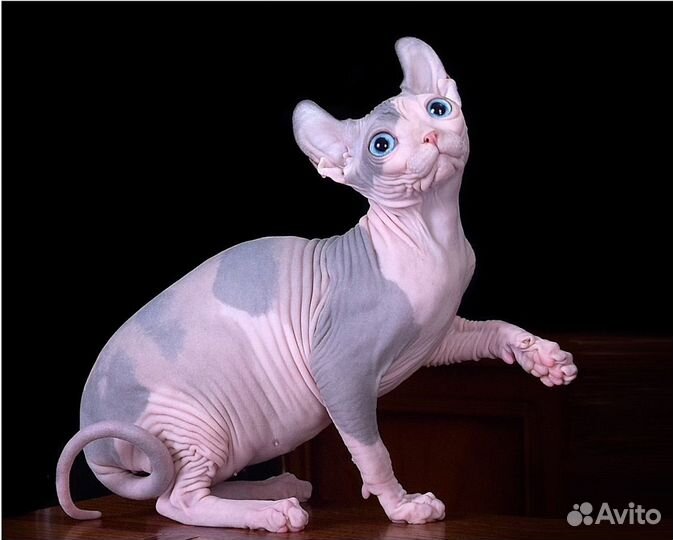 Девочки эльф и сфинкс