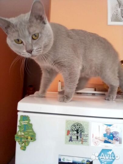Кот для вязки
