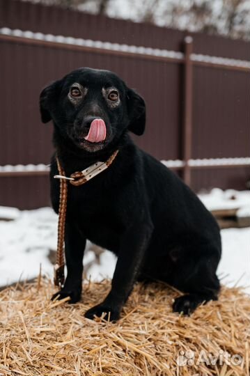 Собака в дар