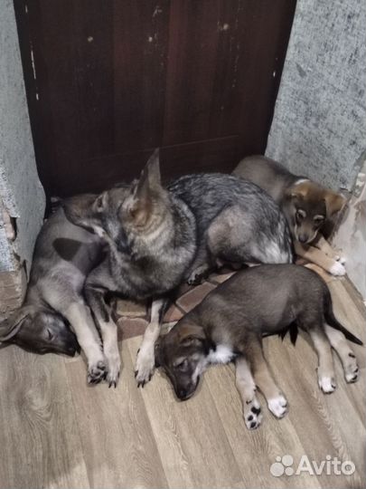 Отдам бесплатно животные