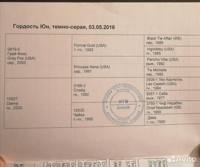 Продаются лошади