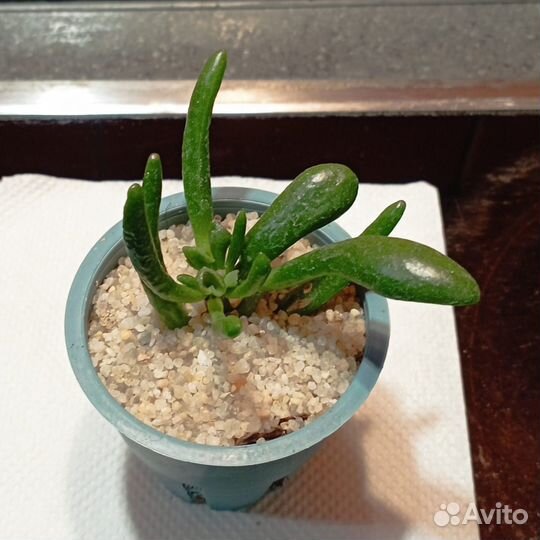 Крассула Хоббит