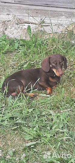 Щенки таксы