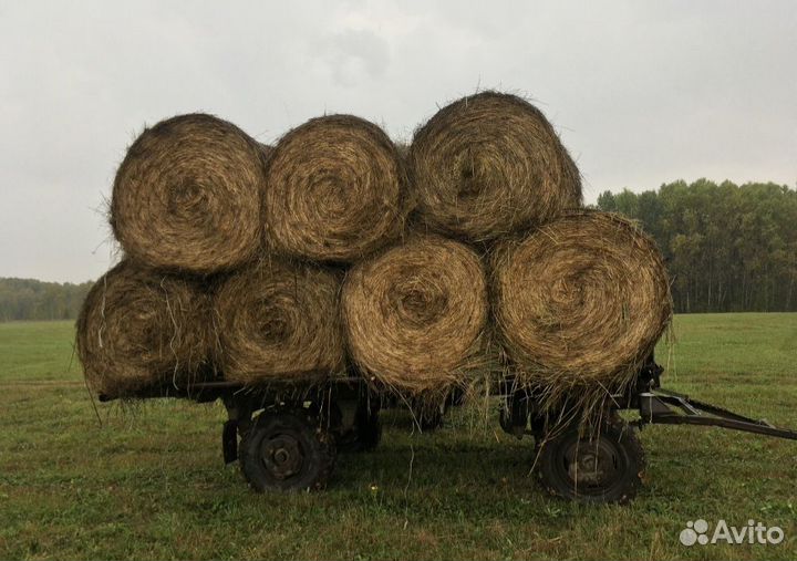 Сено в рулонах
