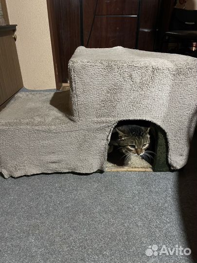 Лесенка для собак угловая