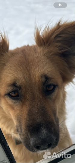 Стерильная с паспортом собака