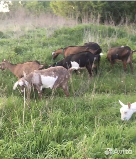 Продам стадо коз