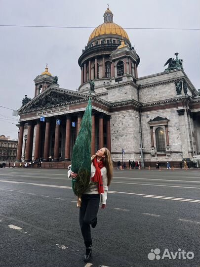 Сосна на новый год из Дании 3 метра