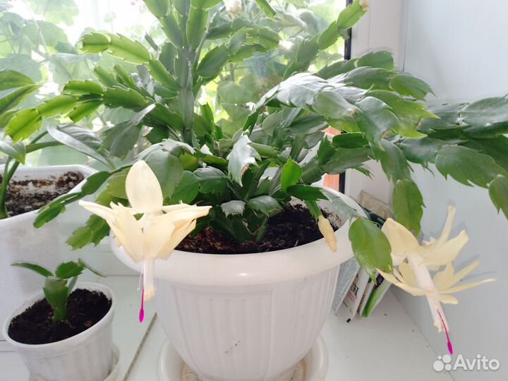 Декабрист желтый