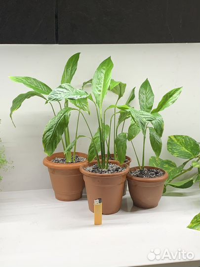 Спатифиллум