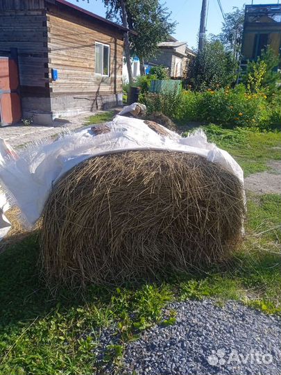 Продам сено в рулонах