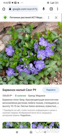 Барвинок малый,почвопокровник