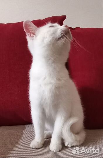 Котенок-девочка в добрые руки