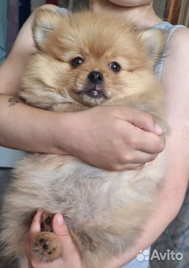 Померанский шпиц