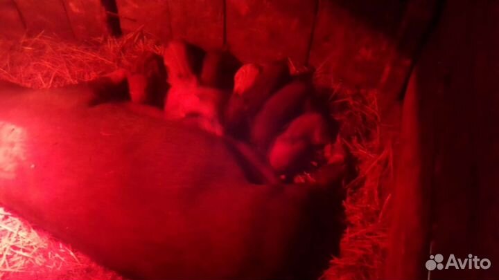 Продам свиней