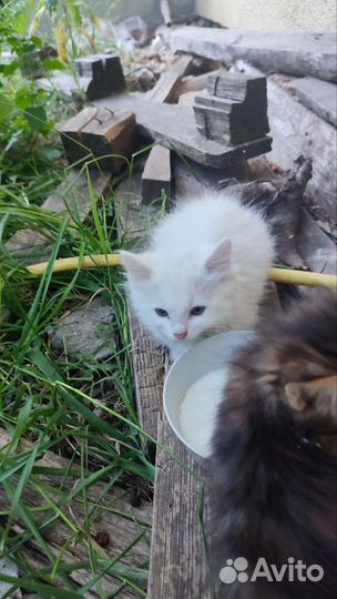 Котята в хорошие руки