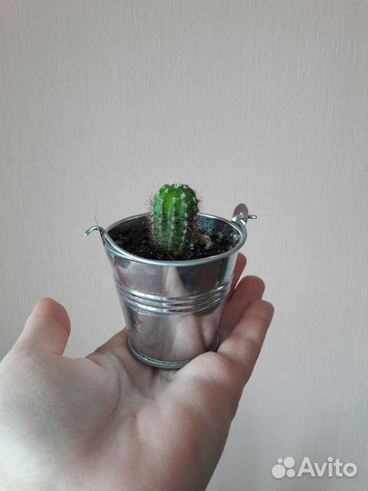 Кактус