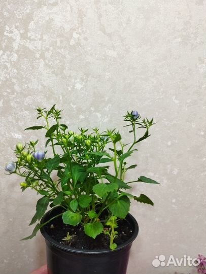 Кампанула махровая жених