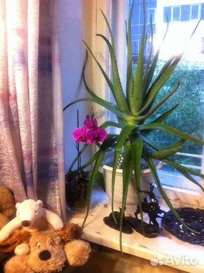 Алоэ Вера 5- летки и отводки