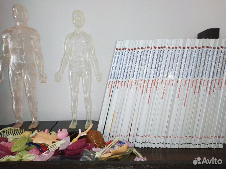 Книги Как устроено тело человека + конструктор