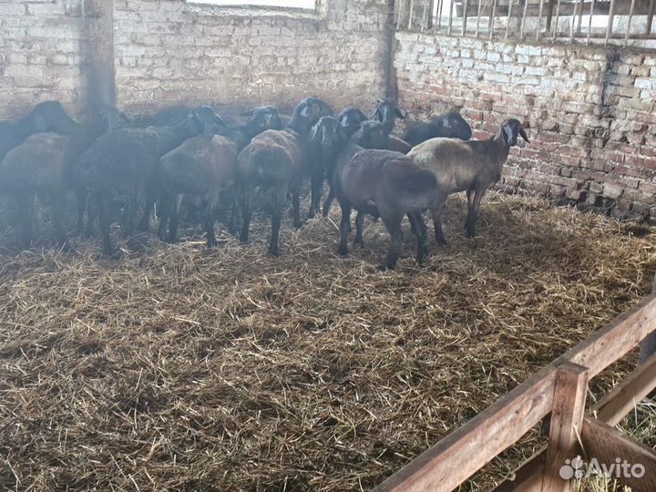 Продаю баранчиков Эдильбаевской породы