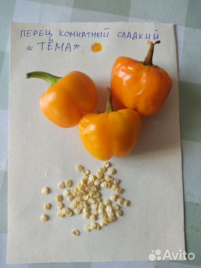 Перец комнатный сладкий