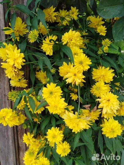 Рудбекия золотой шар, дороникум