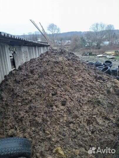 Навоз коровяк