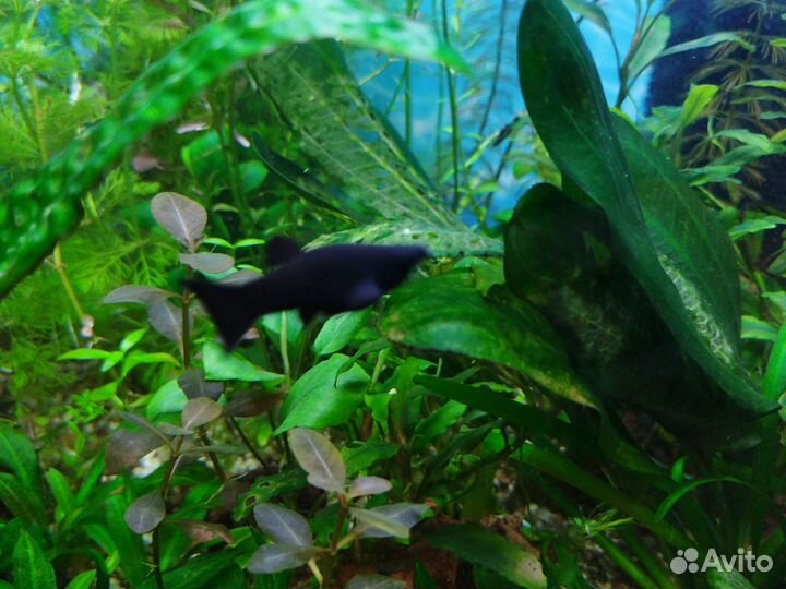 Аквариумные рыбки и растения