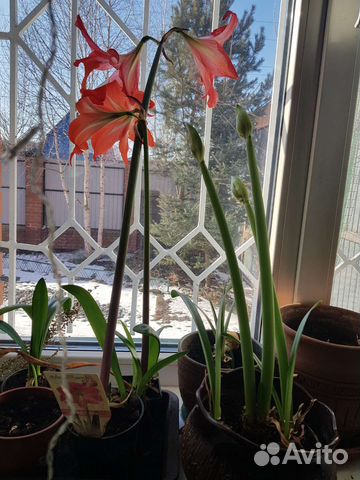 Комнатные растения купить в Томске | Товары для дома и дачи | Авито