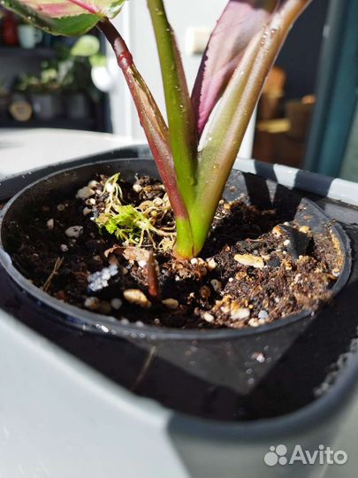 Калатея Сильвия