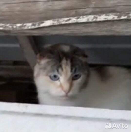Кошки