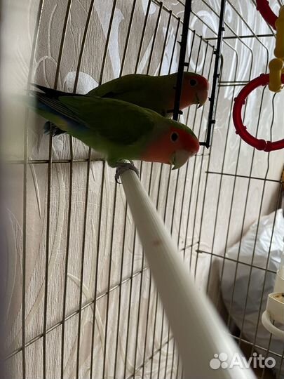 Попугай неразлучники ручные