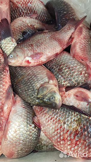 Рыба свежая. Сазан Судак Сом