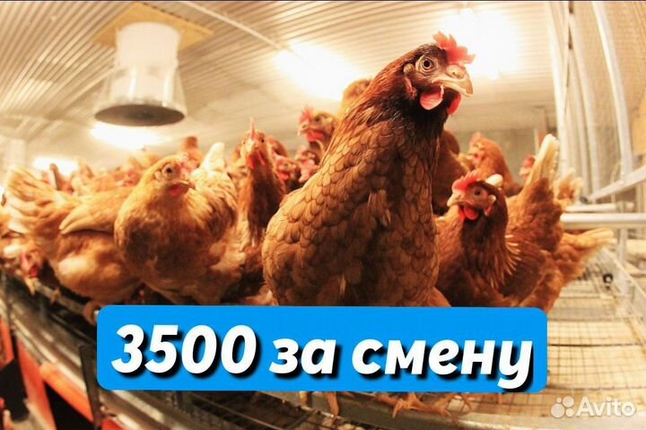 Вахта грузчиком от 20 смен/Птицефабрика/Гатчина