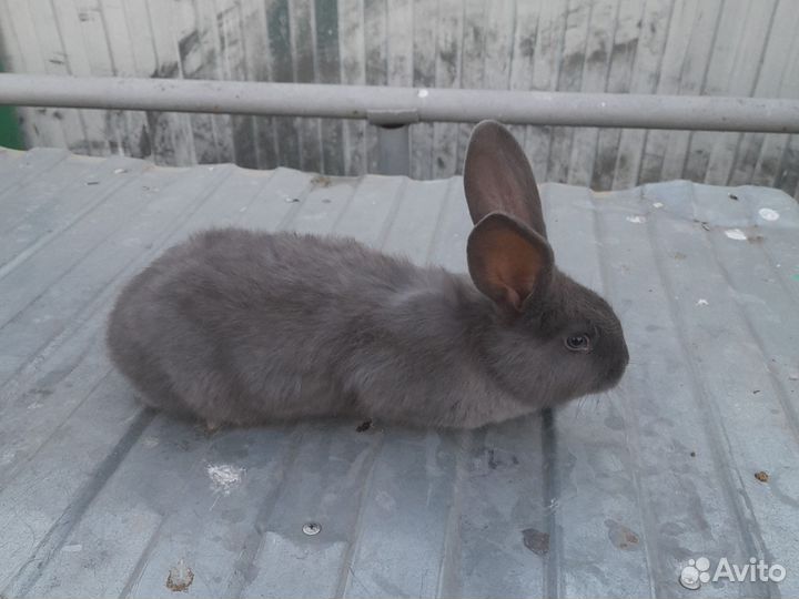 Немецкий Пестрый Великан. Строкач, Бабчка