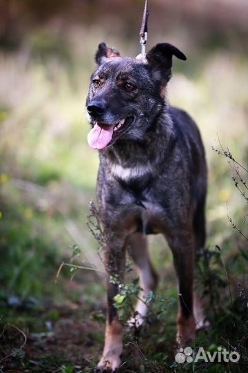Флинт очень хочет домой