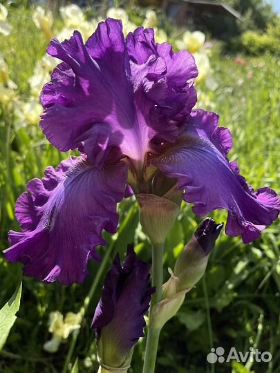 Ирисы