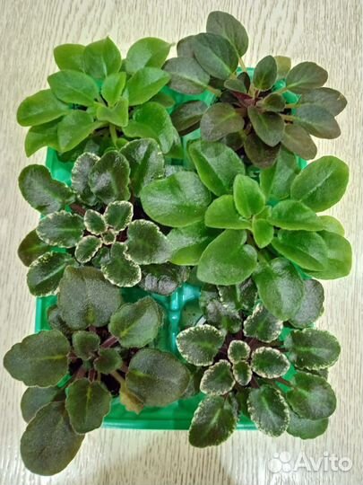 Фиалки стартеры