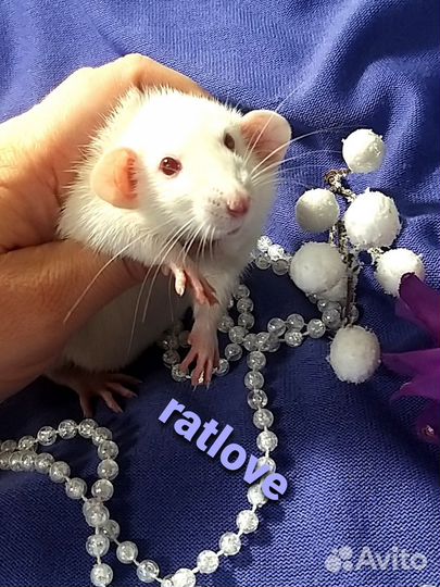 Крысята мальчик дамбо от ratlove