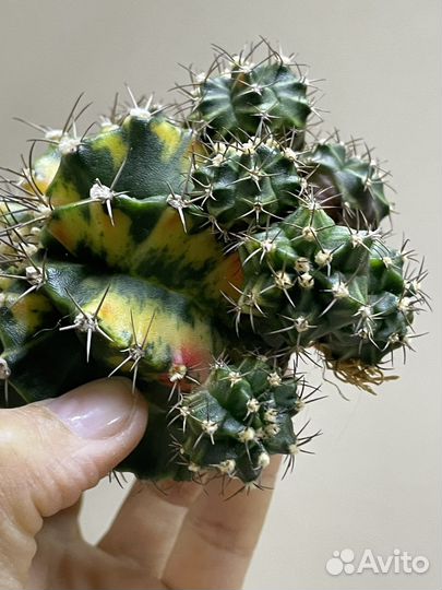Gymnocalycium variegate