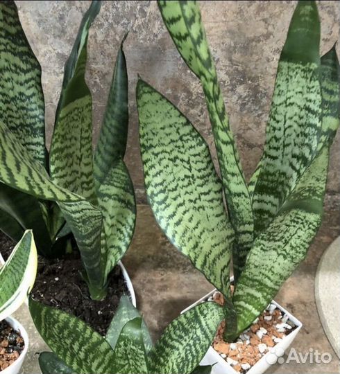 Сансевиерия 4сорта
