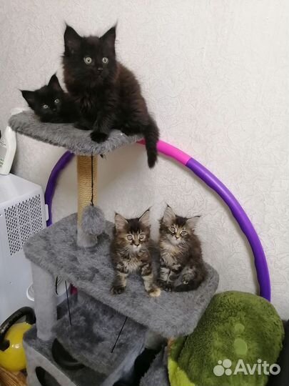 Котята мейнкунята