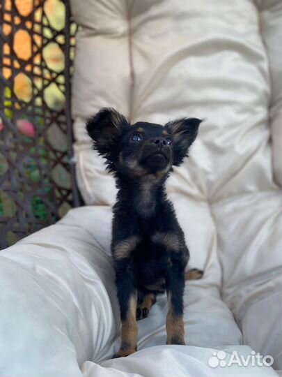 Малыш для Вас