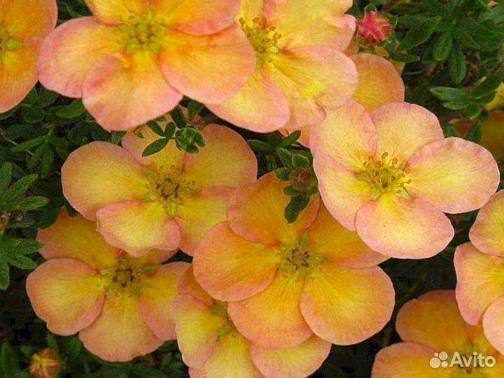 Лапчатка Дейдаун